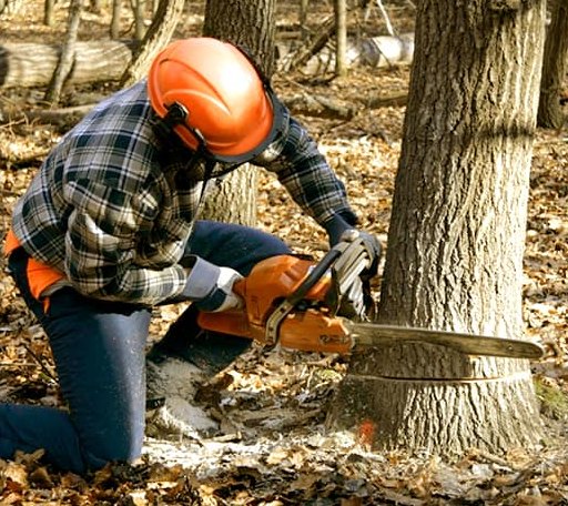 Tree Removal in Garciasville, TX